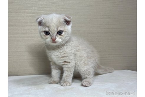 成約済の茨城県のスコティッシュフォールド(折れ耳)-84789の4枚目